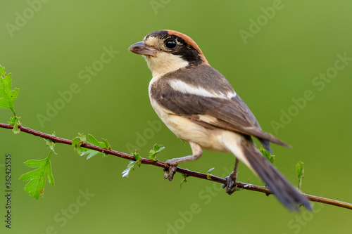 A woodchat shrike (Lanius senator) perched in a branch with spines.