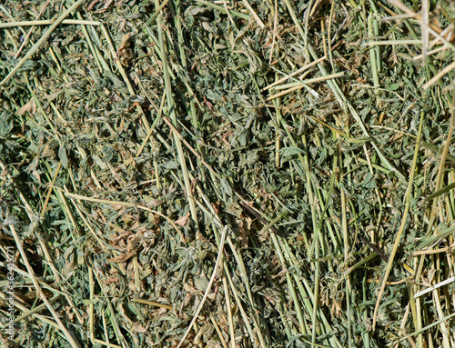 Alfalfa Hay for animal feed or mulch  © Diane N. Ennis