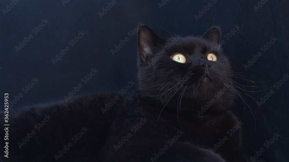 Black cat on a black background.
The surprised look of the cat is directed upwards.