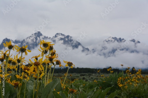 Close-up daisy meadow in front of cloudy majestic Grand Tetons.