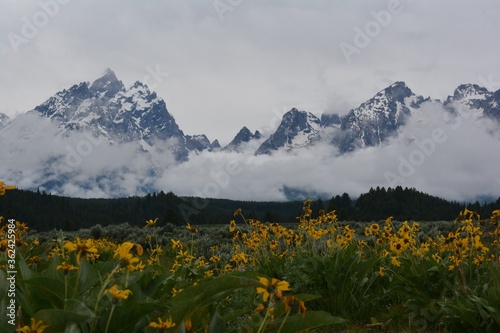 Daisy Meadow in front of cloudy majestic Grand Tetons.
