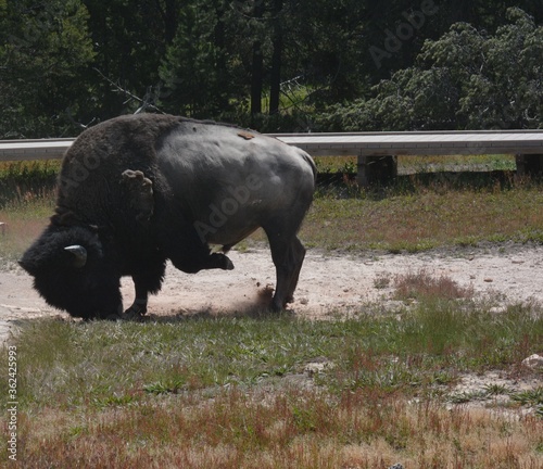 Angry kick from Buffalo (Bison) in the field 