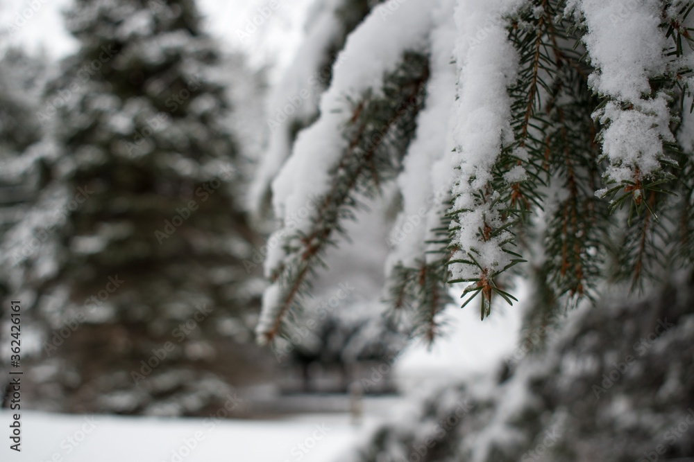 Fresh snow fallen on an evergreen tree during winter in Massachusetts