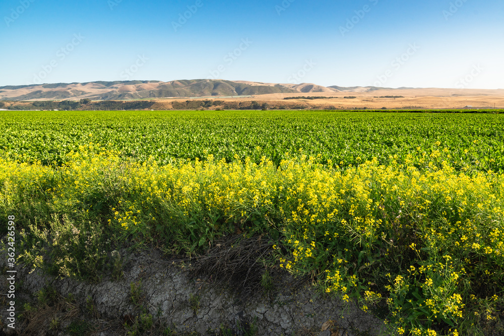 Agricultural field at sunset. Celery growing in a field, Santa Barbara County, California