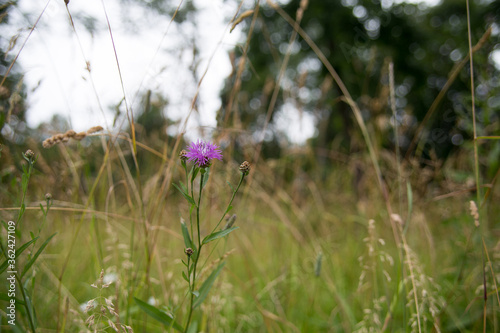 Flower in the Field for background Petergof Park