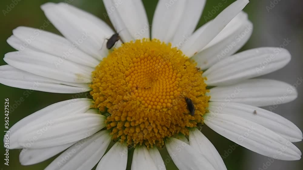 Daisy blooming with an insect on it. The season for collecting pollen nectar by insects from flowers.