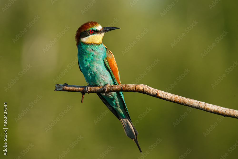A Golden bee eater sits on a branch on a green background A Golden bee eater sits on a branch on a green background