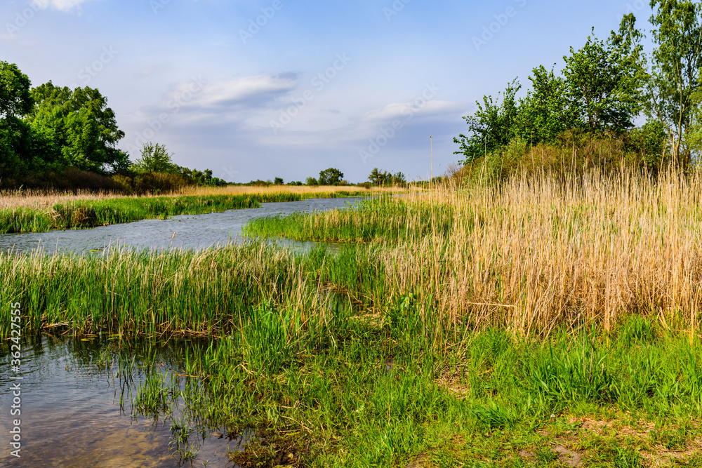 Summer landscape with the green trees and river