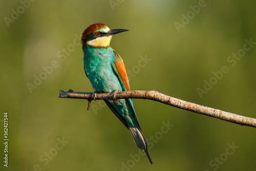 A Golden bee eater sits on a branch on a green background