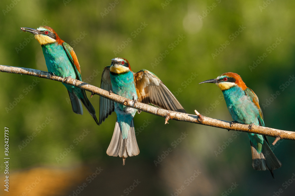 European Bee-eater comes in to land on a branch with another bee-eater European Bee-eater comes in to land on a branch with another bee-eater