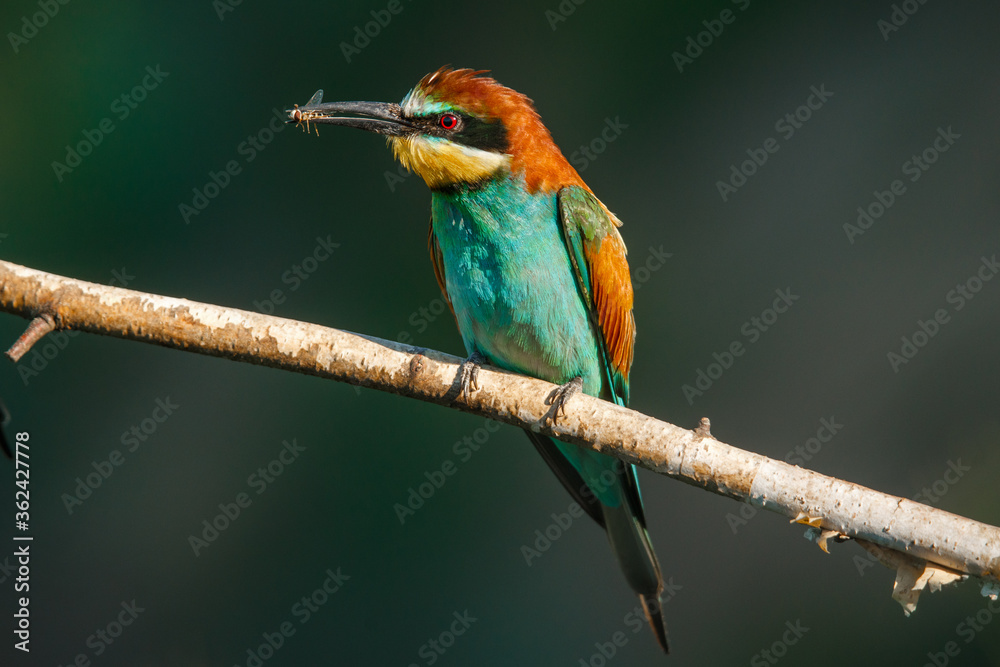 Fototapeta premium A Golden bee eater sits on a branch on a green background