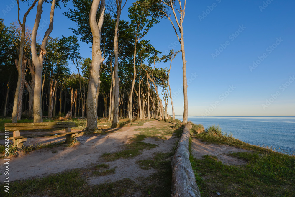natural wood on the baltic sea