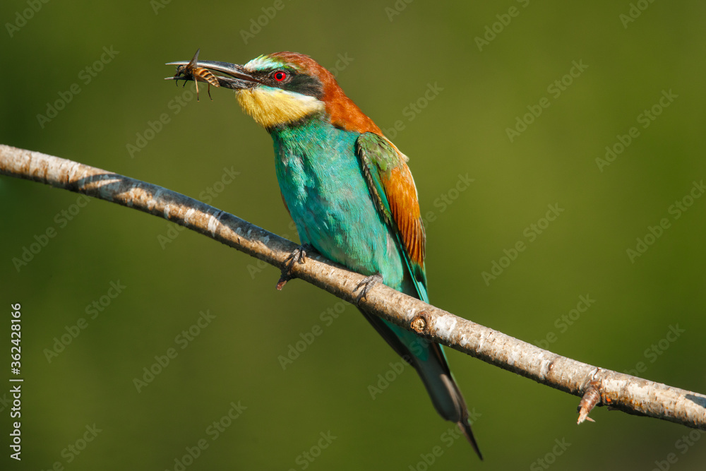Obraz premium A Golden bee eater sits on a branch with its prey