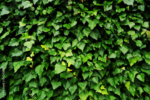 Green leaves background, Creeping plants wallpaper, summer green materials, 壁面緑化、グリーン背景