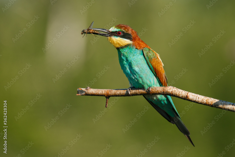 A Golden bee eater sits on a branch with its prey A Golden bee eater sits on a branch with its prey