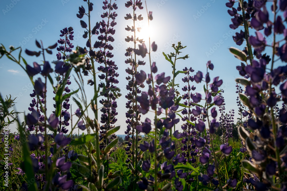 Lupinus, lupin, lupine field with pink purple and blue flowers. Bunch