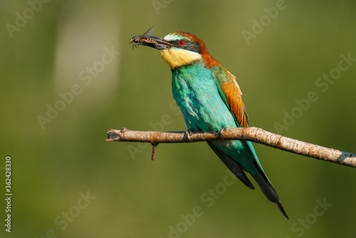 A Golden bee eater sits on a branch with its prey © Aleksei Zakharov