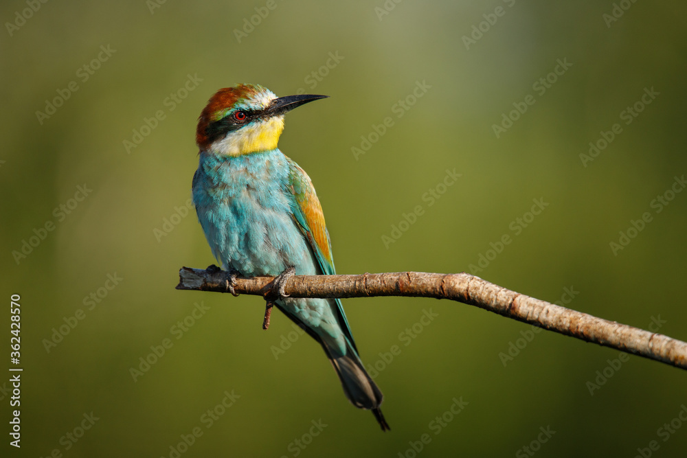 Obraz premium A Golden bee eater sits on a branch on a green background