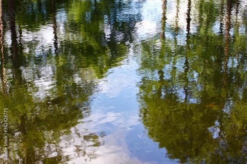 Fototapeta Naklejka Na Ścianę i Meble -  Reflection of trees on the surface of water