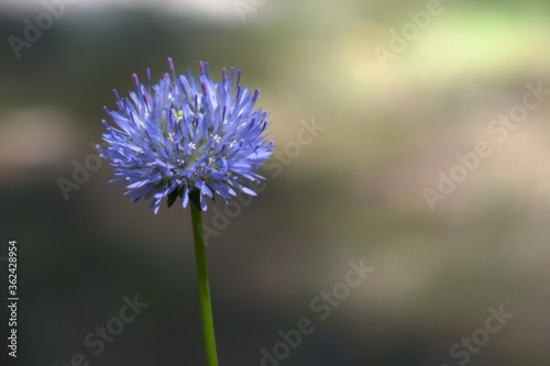 bright blue flower of a forest plant on a blurred background