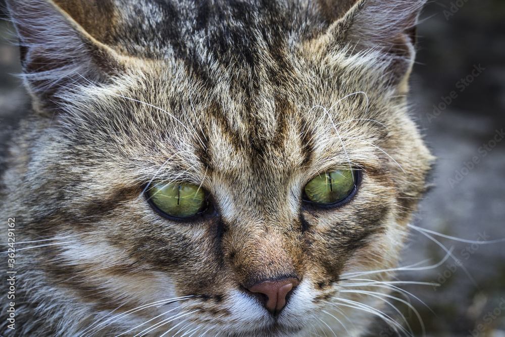 a cat portrait. cat face close up in the street