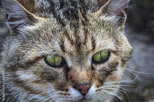 a cat portrait. cat face close up in the street © Olena