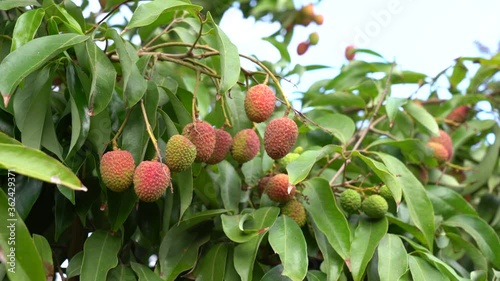 Lychee fruit on the tree for picking photo
