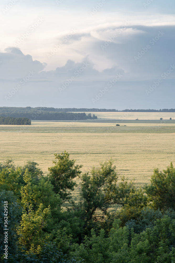 Agriculture summer landscape concept. Scenic view of distant yellow field and high clouds Agriculture summer landscape concept. Scenic view of distant yellow field and high clouds