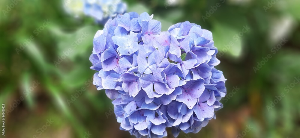 blue blue