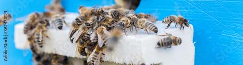 Bees at old hive entrance. Bees returning from honey collection to yellow hive. Bees at entrance. Honey-bee colony guards hive from looting honeydew. bees return to beehive after honeyflow. Copy space