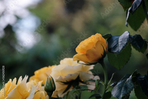 Yellow roses on a summer evening close-up.