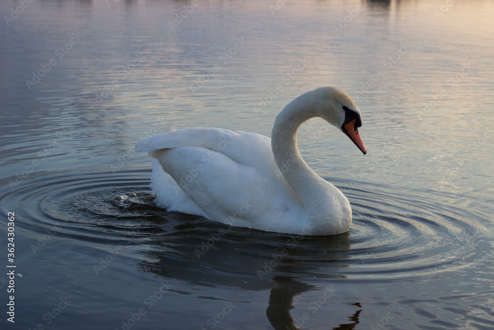 white swans float on the water at sunset white swans float on the water at sunset