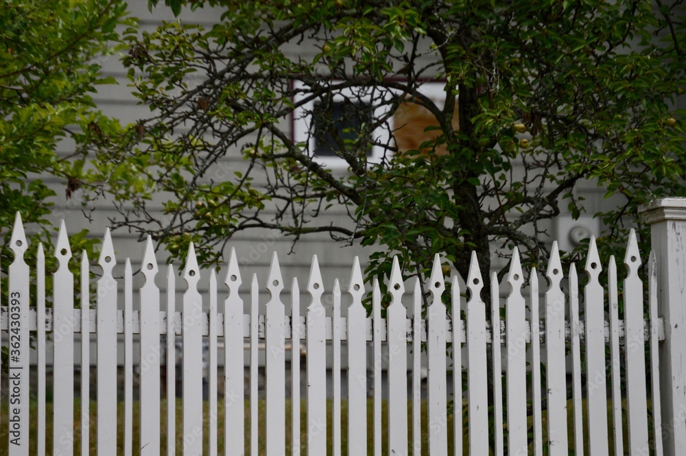 white picket fences in New England
