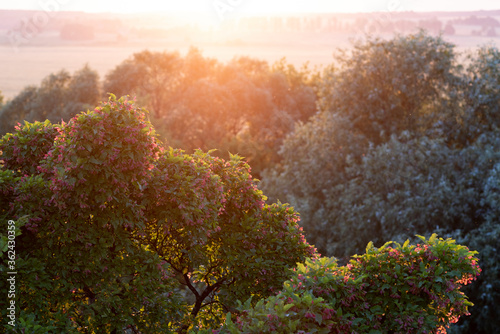 Beautiful landscape concept. Summer sunset in countryside. Green trees in warm back light