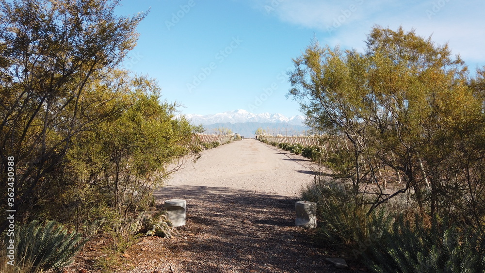Fototapeta premium Vinícolas Mendoza Argentina