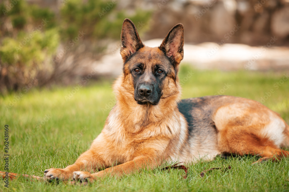 German shepherd lying on the grass in the park. Portrait of a purebred dog. German shepherd lying on the grass in the park. Portrait of a purebred dog.