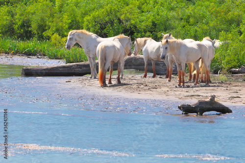 Fototapeta Naklejka Na Ścianę i Meble -  France, wild white horses of Camargue cooling off on a river banks