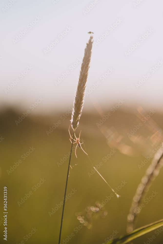 Fototapeta premium A field spider close up.