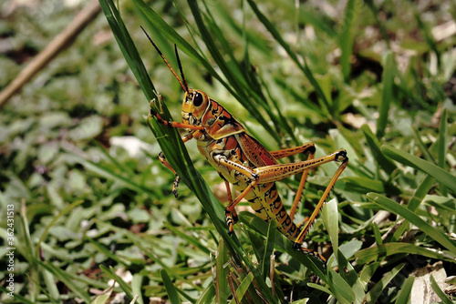 Giant Orange Cricket