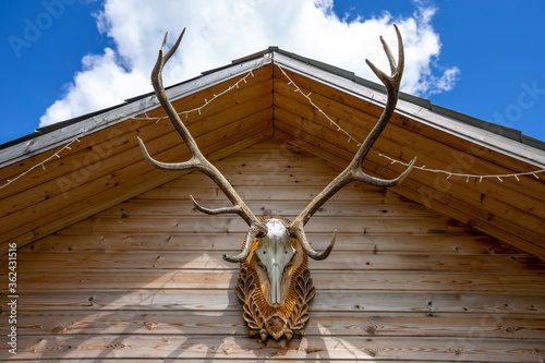 Deer horns on the roof of a wooden house. Trophy skull on hunting lodge. Close up photo.