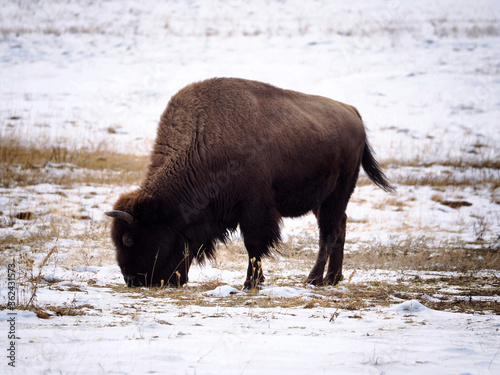 Lone Bison