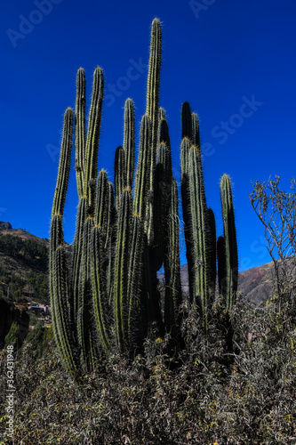 Cactus en la sierra del Perú - Huancavelica