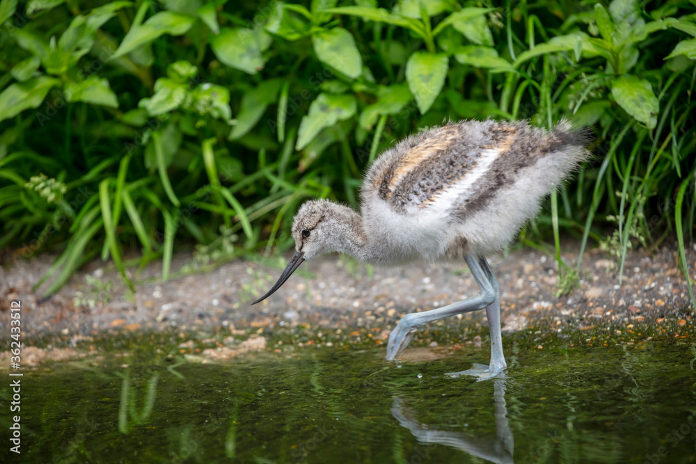 Obraz premium wild young Pied avocet bird (Recurvirostra avosetta) walking in water with greenery
