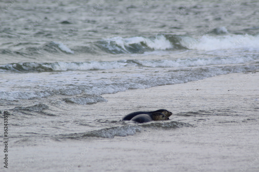 Fototapeta premium Young seals on the beach.