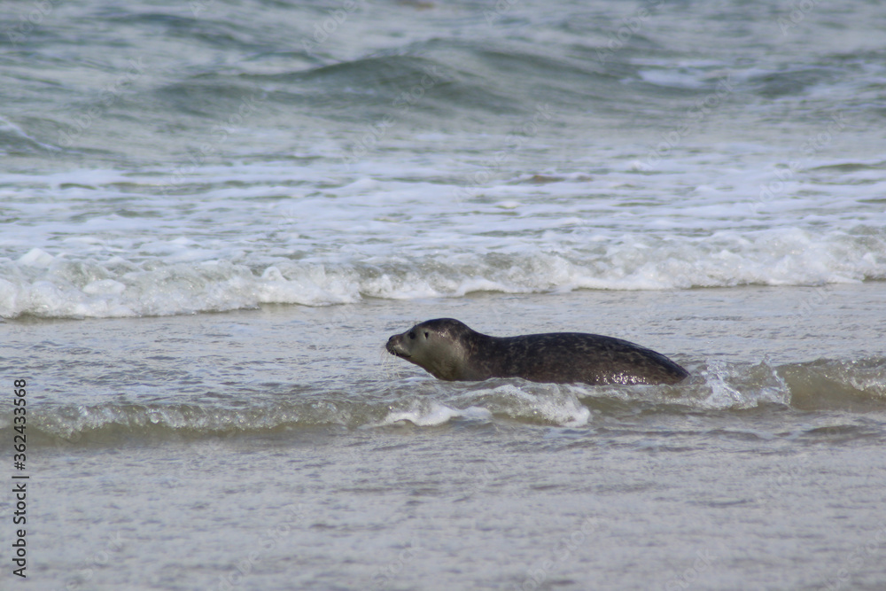 Fototapeta premium Young seals on the beach.