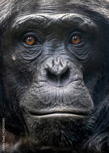 chimpanzee monkey shot in natural habitat