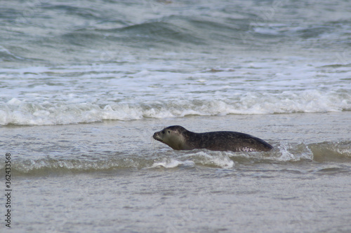 Young seals on the beach.