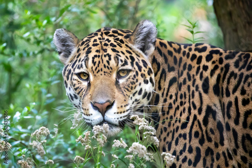 young Jaguar shot in natural habitat in grass