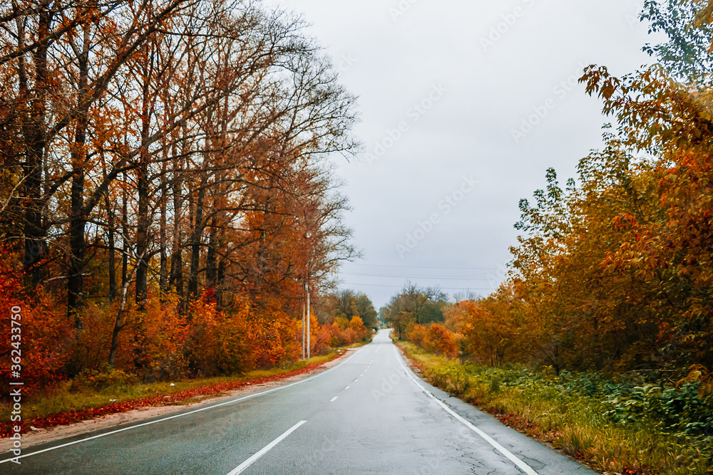 Road among the autumn forest and yellow trees Road among the autumn forest and yellow trees