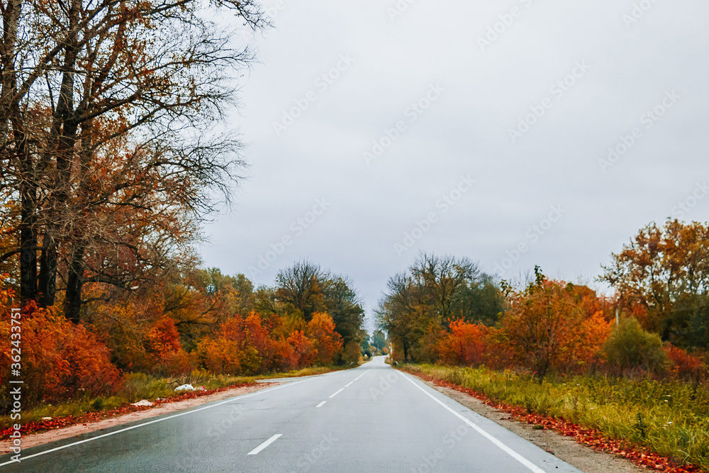 Road among the autumn forest and yellow trees